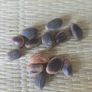 Biggest cones  Pine seeds Image 2