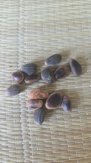 Biggest cones  Pine seeds