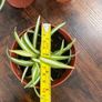Small spider plant house plant Image 3