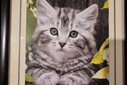 Christ died for our sins cat