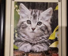 Christ died for our sins cat