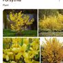 Forsythia plants Image 3