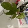plant Florida White Ghost Image 2