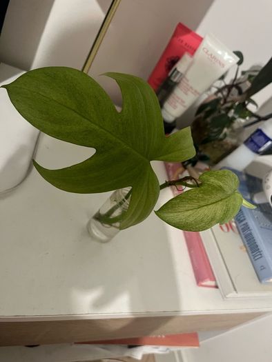 plant Florida White Ghost