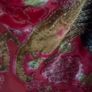 Silk Peacock Shawl/Scarf Image 3