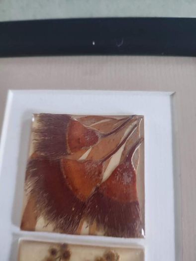 Unique artwork from Ocean Petals art studio are handmade with real Australian native fliowers