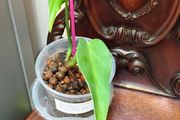Monstera Burle Marx Flame base cut