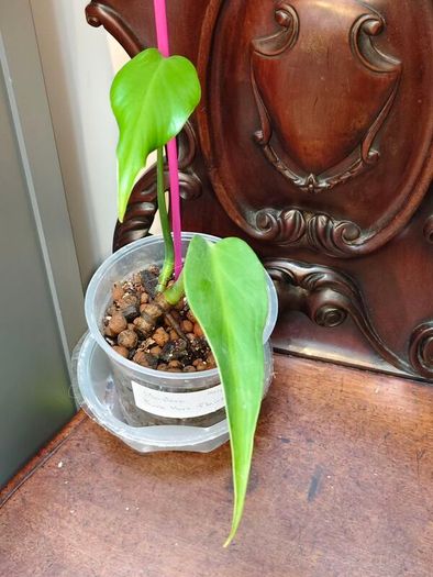 Monstera Burle Marx Flame base cut