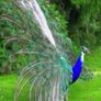Peafowl hatching eggs Image 8
