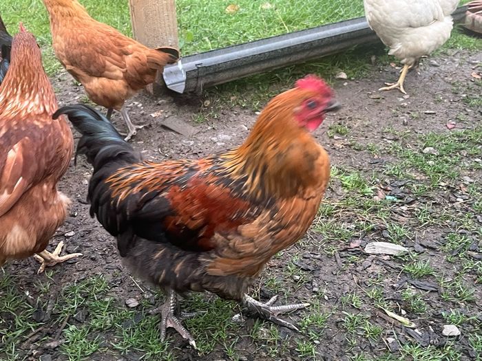 Roosters