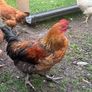 Roosters Image 4