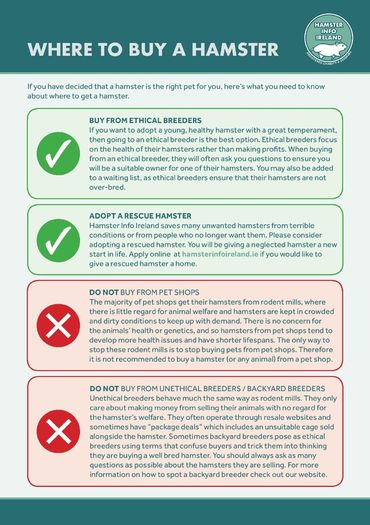 Hamster Care Guide