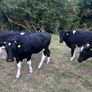Bullocks Image 8