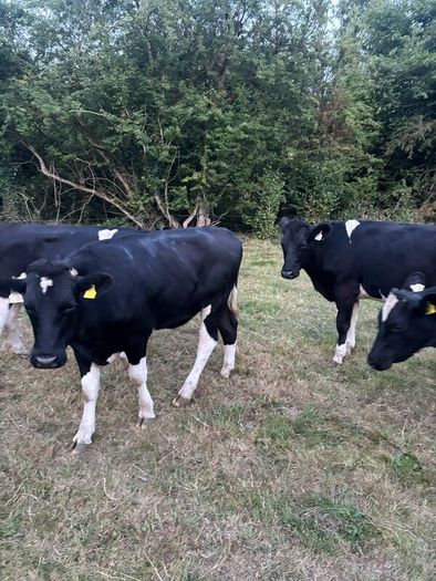 Bullocks