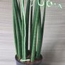 Sansevieria Image 3