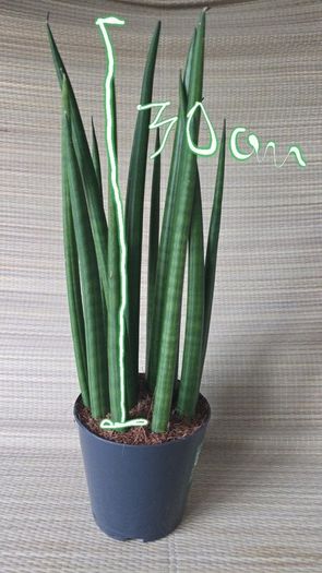 Sansevieria