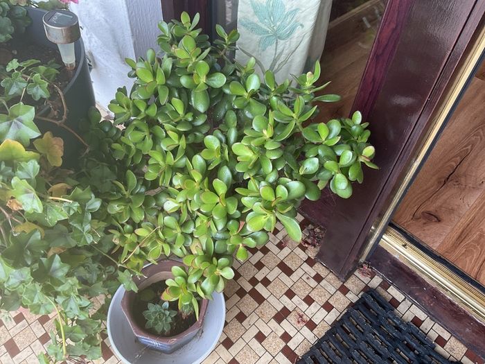 shrub