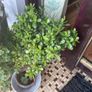 shrub Image 2