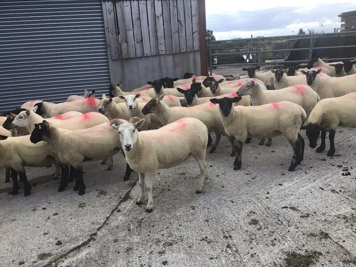 Hogget Ewes for sale, ideal for breeding
