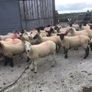 Hogget Ewes for sale, ideal for breeding Image 7