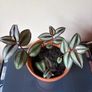 Tradescantia plant Image 2