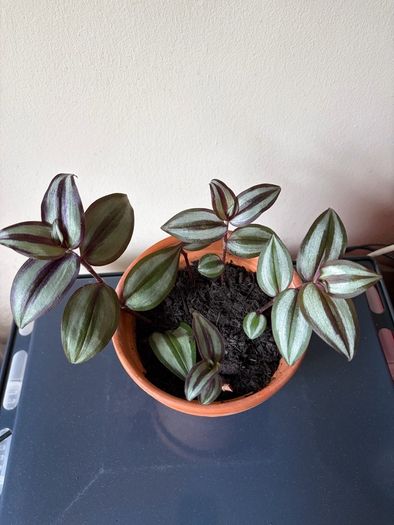 Tradescantia plant