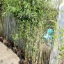 Bamboos plants Delivery available Image 5