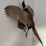 Pheasant Taxidermy Image 2