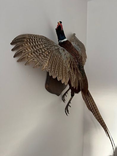 Pheasant Taxidermy