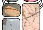 Indian stick insects babies