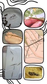 Indian stick insects babies