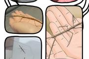 Indian stick insects babies
