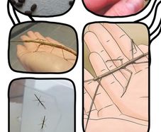 Indian stick insects babies