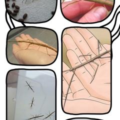Indian stick insects babies