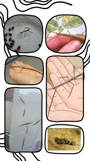 Indian stick insects babies