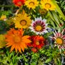 Gazania Flowers Image 2