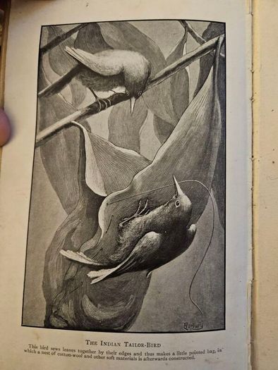 The Romance Of Animal Arts And Crafts. By H. Coupin And John  Lea, M.a. First Edition 1913 Hardback In Fair Condition.  See Photos For Same.