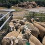 20 ewe lambs Image 2