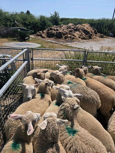 20 ewe lambs