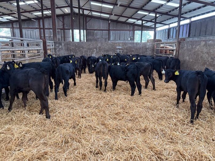 30 Aberdeen Angus heifer calves for sale