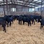 30 Aberdeen Angus heifer calves for sale Image 2