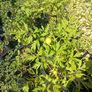 plants Image 5