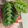 Rare Maranta Cat Mustache Image 3