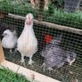 chicken hatching eggs Image 3