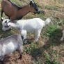 pygmy goats Image 3