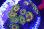 Rasta Zoa Frag