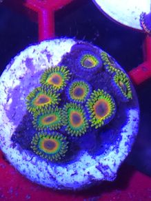 Rasta Zoa Frag