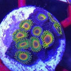 Rasta Zoa Frag