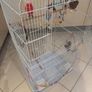 Free budgie cage and some supplies Image 3