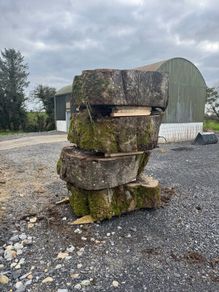 Beach tree slabs 250 years old